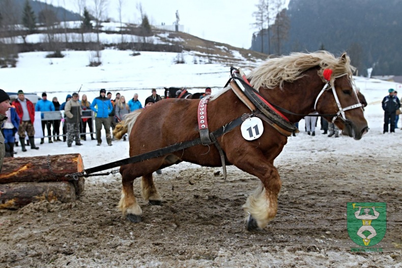 Preteky gazdovských koní 2019-389