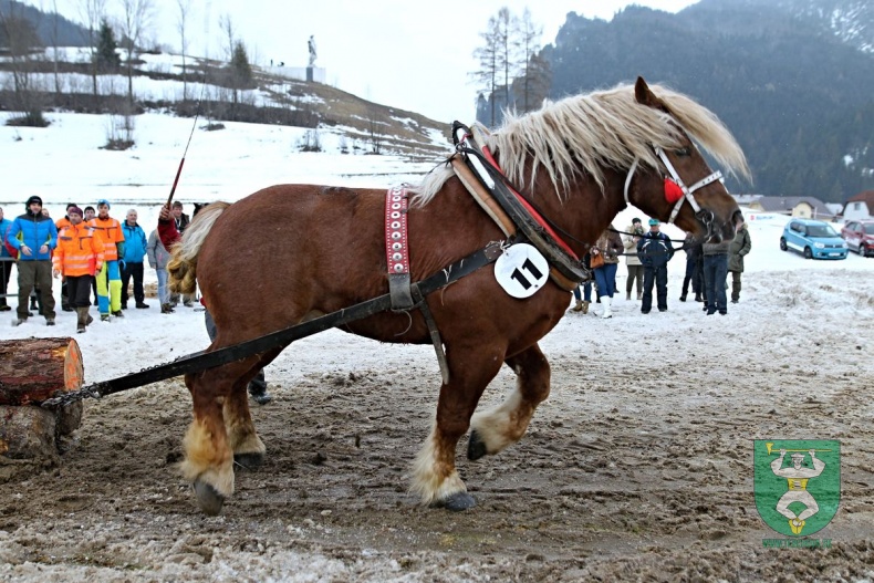 Preteky gazdovských koní 2019-393