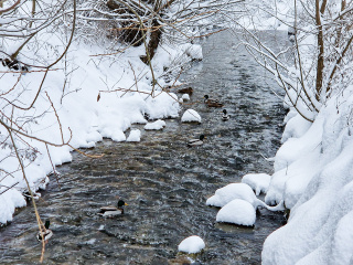 Snehova nadielka terchova 12 01 2025-50